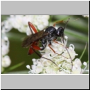 Exetastes adpressorius - Schlupfwespe m02e 10mm - OS-Hellern Wiese det06.jpg